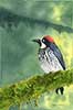 Acorn Woodpecker