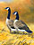 Canada Geese