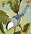 Chickadee and Oceanspray