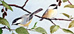 Chickadees and Alder