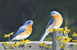 Eastern Bluebird