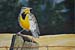 Meadowlark