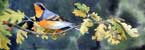 Varied Thrush and Oak