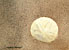 Sand Dollar