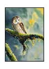 Saw-whet Owl