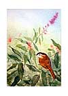 Bewicks Wren and Western Spirea
