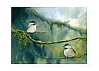 Black-capped Chickadees