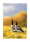 Canada Geese