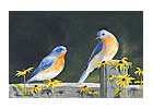 Eastern Bluebird