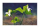 Threesome-trilliums