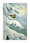 Townsend's warbler