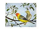 Western Tanagers